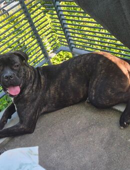 Cane Corso Weibchen abzugeben - Freiburg (Breisgau)