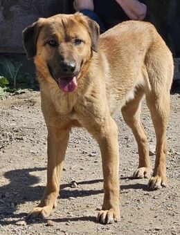 POCO - verträglicher, lieber Hundejunge - Aerzen