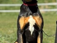 Samira 1,5 Jahre Bracken Mix - Finning