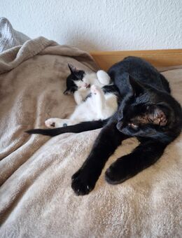 Zwei Kitten 2,5 Monate alt suchen ein liebevolles zu Hause mit Freigang - Reitwein