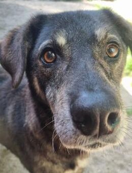 Buck, sanfter, ruhiger Rüde - Neuhausen (Spree)