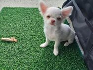 Verkaufe: Ein verschmusten Langhaar Chihuahua Rüde ist noch zu haben. Er hat schöne Bernstein Augen. - Berlin
