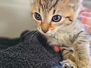 1 Liebevolles Kitten sucht ihr zuhause - Lohra