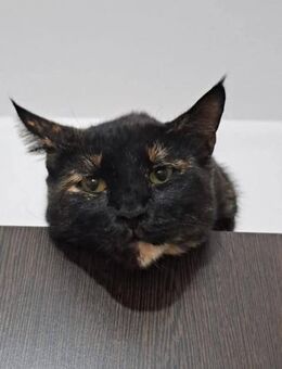 Tina - braucht eine ruhige Ecke - Kirchheim (München)