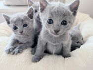 Internationale reinrassige Russisch Blau Kitten - Lippstadt