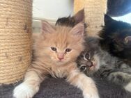 Reinrassiger Maine Coon Kater - Hohenfels (Bayern)