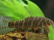 Aquarium Fisch; Zebra-Prachtschmerle (Botia striata) - Erftstadt