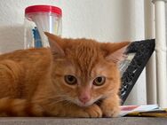 Katze zu verkaufen - Halle (Saale)