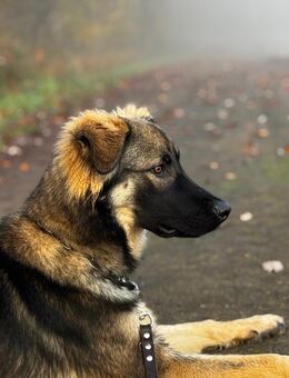 Schäferhund Mix sucht ein liebevolles Zuhause - Eisenberg (Pfalz)