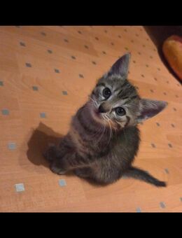 Kitten suchen ein neues Zuhause - Heilbronn