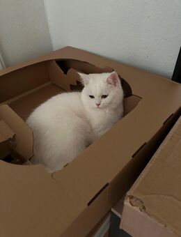 BKH KATZE - Hagen (Stadt der FernUniversität) Hohenlimburg