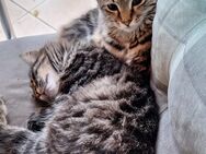 Main Coon Mix Geschwister - Dillingen (Saar)