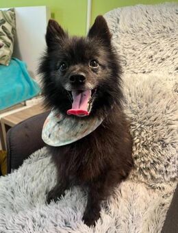 Pacoherzlicher Rüde für ruhige Menschen - Chemnitz