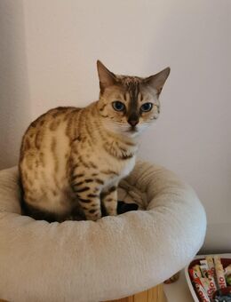Bengal Katzendame - Hamburg