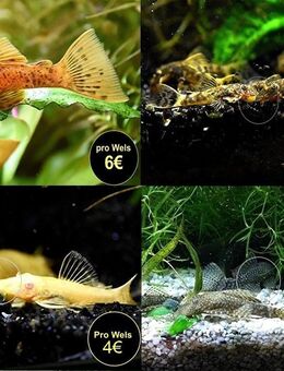 Ancistrus, Welse, reinerbig, ab 2€ - Mechernich