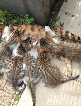 Bengal-EKH Mix 2 Kater / Katze - Kriftel