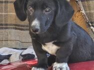 Pebbles, kleiner Welpe sucht sein Glück - Leonberg (Baden-Württemberg)
