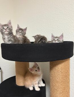 Maine coon Kitten mit Stammbaum - Tornesch