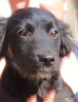 SHARA sucht Familie - Gefrees