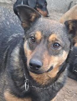 Levi sucht seine Familie - Weilheim (Oberbayern)