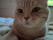 Britisch Kurzhaar Katze abzugeben - Duisburg
