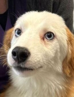 MILO braucht dringend ein Zuhause - Hof