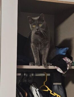 Kater sucht für immer Zuhause - Lenggries