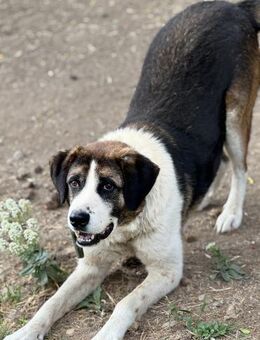 George sucht Geborgenheit 🐾 - Elsdorf (Nordrhein-Westfalen)
