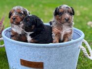 Wunderschöne Aussiedoodle Pudel Australian Shepherd Mix - Harsewinkel (Mähdrescherstadt)