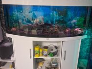 Aquarium von Juwel 600 Liter - Burbach (Nordrhein-Westfalen)