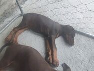 Hübsche Dobermann Welpen in gute Hände abzugeben - Barsbüttel