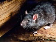 Ratten und Mäuse Bekämpfung vom Kammerjäger in Berlin - Berlin