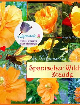 ♥ Spanischer Wildmohn, 100 Samen, papaver rupifragum Flore Pleno ,orange, gefüllt winterhart ,Staude,Tulpenstolz ,Garten, Bienenweide,samenfest, Mohn - Hamburg