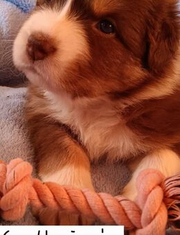 Australian-Shepherd-Welpen mit Gesundheitszeugniss und zertifizierter Augenuntersuchung - Beilstein Zentrum