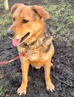 Bandy ruhiger freundlicher Rüde - Hüllhorst