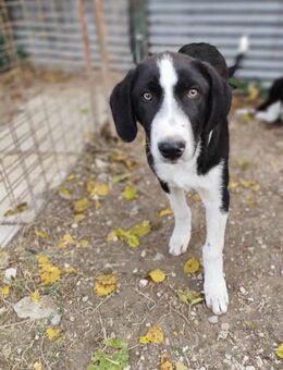 Rex wartet auf eine Familie - Schmitten