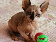 Zuckersüße Kanadia Sphynx Kitten mit Elf-Papa - Köln