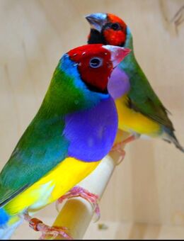 junge Gouldamadinen (Prachtfinken Gouldian finch) Finken - Stuttgart