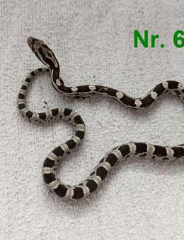 Kornnatter Babys Schlüpflinge ab Juli 2025 - Neubrandenburg