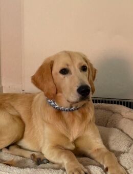 Golden Retriever Junghund - Freinsheim