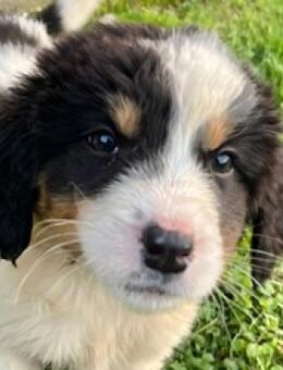 Anita - 6 junge Leben wurden gerettet - Mettmann