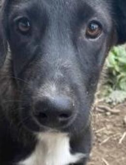Mona ist ein neugieriges Hundemädel 🐾 - Elsdorf (Nordrhein-Westfalen)