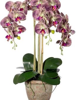 Kunstorchidee Orchidee Phalaenopsis Orchidee, Creativ green, Höhe 75 cm, mit traumhaft schönen Blüten