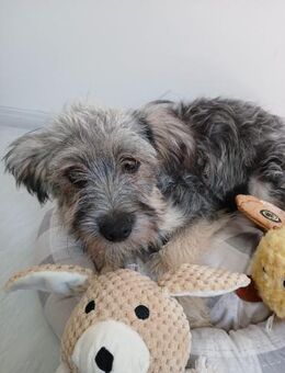 🐾 Liebes Hundemädchen Honey❤️ - Eislingen (Fils)