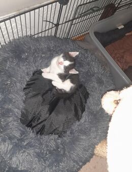 Katzen baby❤EHK - Gütersloh
