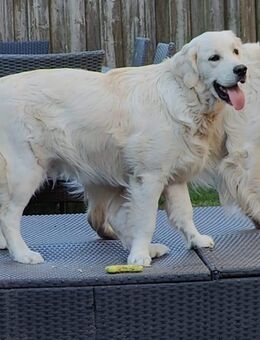 Golden Retriever Welpen - Neukloster Zentrum