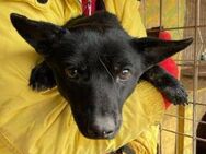 BLACKY ist dem Tod knapp entkommen - Hof