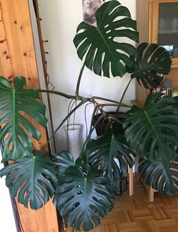 Pflanze Monstera - Düsseldorf
