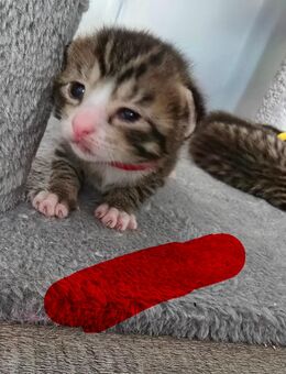 Kitten suchen zuhause - Mülheim (Ruhr)