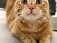 10 Monate alter Kater Nacho - Düsseldorf